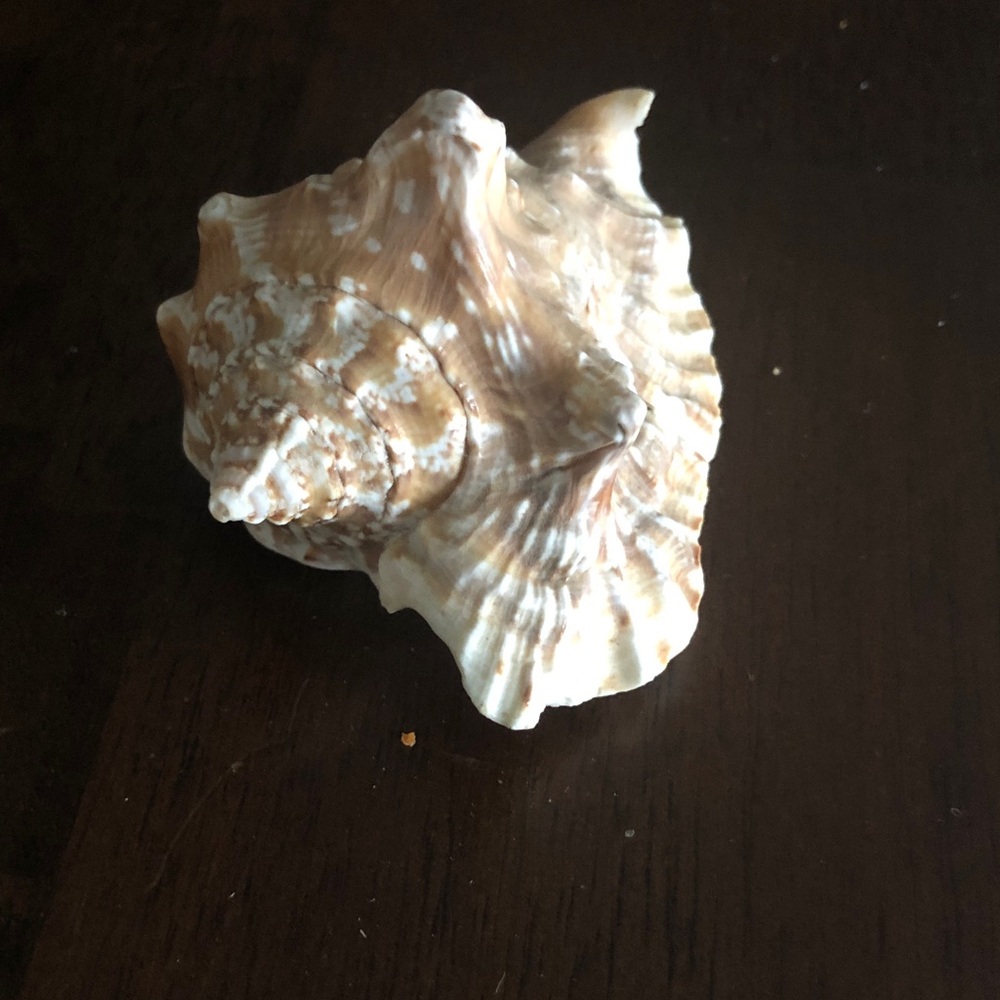 🏋️‍♂️ Assorted Seashell Collection - Picture 7 of 15